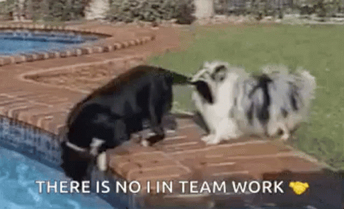 Teamwork Dog Teamwork GIF - Teamwork Dog Teamwork Dogs GIFs