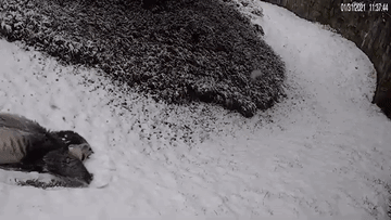 Panda Snow GIF - Panda Snow Sliding GIFs