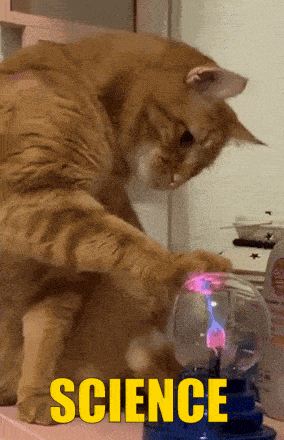 a cat is playing with a science display