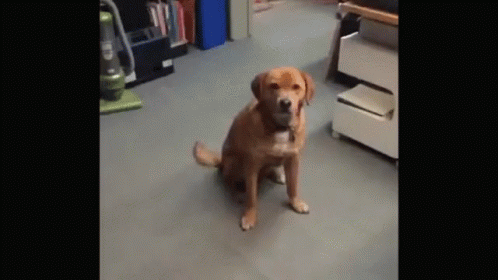 Dog Dont Tell Me What To Do GIF - Dog Dont Tell Me What To Do Not Impressed GIFs