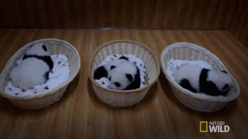 Aww Baby Panda Cubs! GIF - Nat Geo Nat Geo Wild Panda Babies GIFs