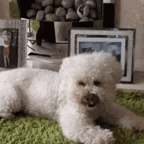 a small white dog is laying on a green rug in front of some pictures