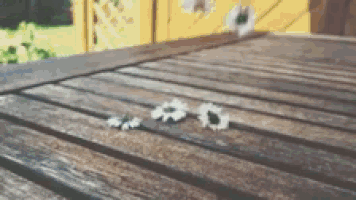 three white daisies are laying on a wooden table .