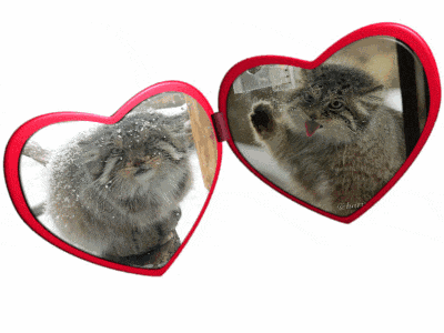 a pair of heart shaped mirrors with a cat reflection