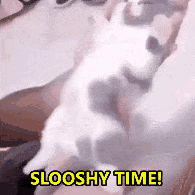 Slooshy Time Slooshy Cat GIF