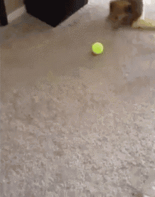 a dog is playing with a green tennis ball