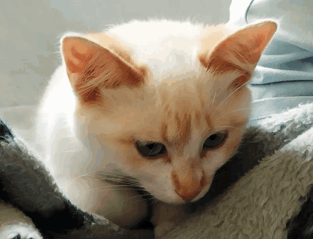 a white and orange cat is laying on a blanket and looking at the camera