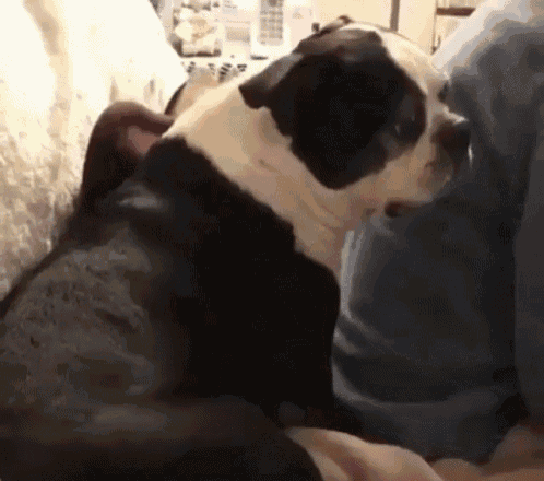 a black and white dog is laying on a couch next to a person .