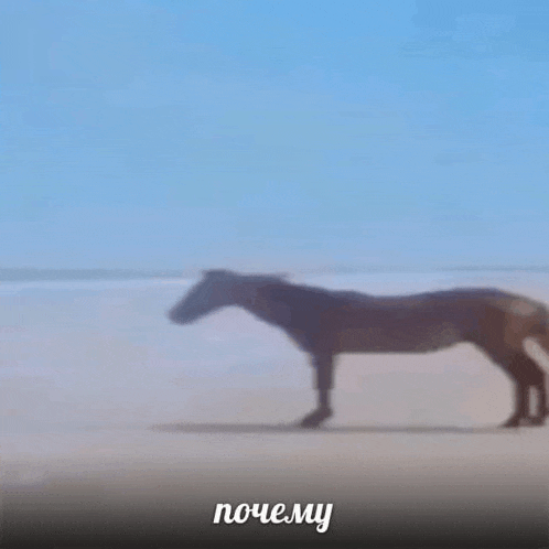 a blurry picture of a horse running on the beach