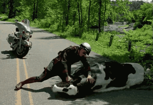 a man on a motorcycle is kneeling down next to a cow on the side of a road