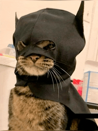 a cat is wearing a batman costume with a cape