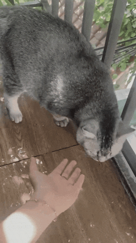 a person 's hand is reaching out towards a cat on a balcony