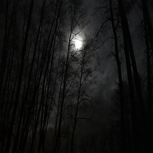 Dark Forest GIF - Dark Forest GIFs