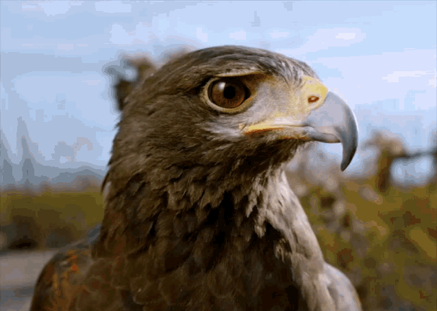 Hawk Bird GIF - Hawk Bird Harris Hawk GIFs