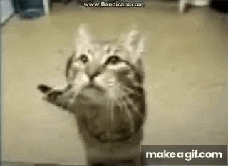 a cat is standing on its hind legs in a room looking up at the camera .