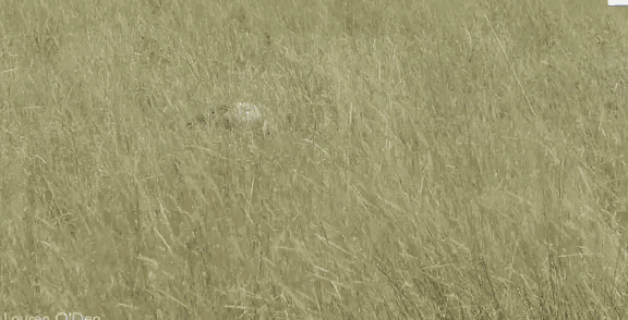 a bird flying over a cat in a field with lauren on the bottom right