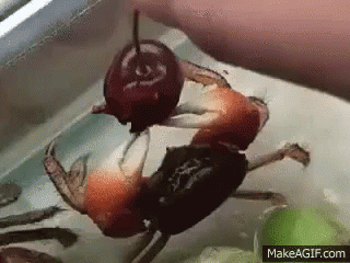 Crab Cherry GIF - Crab Cherry Hungry GIFs