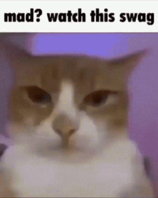 Catwithswag GIF - Catwithswag GIFs