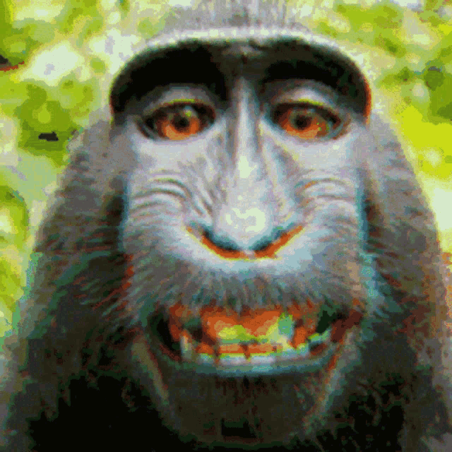 Jeleca Macaco GIF - Jeleca Macaco Louquinho GIFs