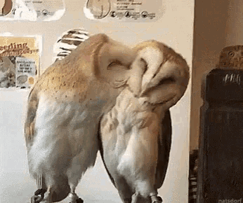 two owls are standing next to each other in front of a refrigerator with a sign on it that says feeding