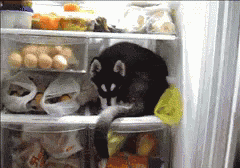 I Like My Bedroom A Little Cold GIF - Dog Puppy Refrigerator GIFs