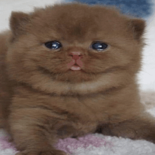 a brown kitten with blue eyes is laying down on a pink and white blanket