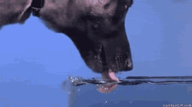 a black dog is drinking water from a fountain with its tongue out .