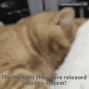 a close up of a cat with the words " the moment they were released into this system " above it