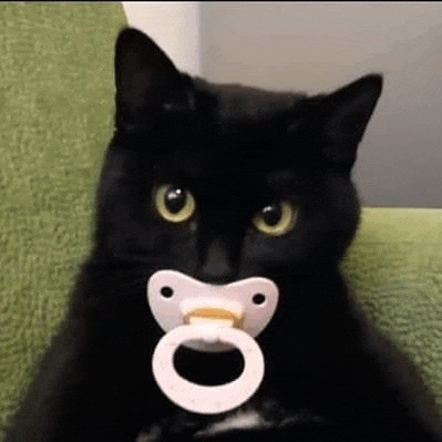 a black cat is holding a pacifier in its mouth while sitting on a green couch .
