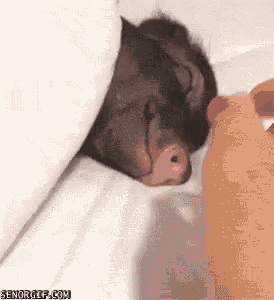 Baby Pig Eating GIF - Baby Pig Eating Cereal GIFs