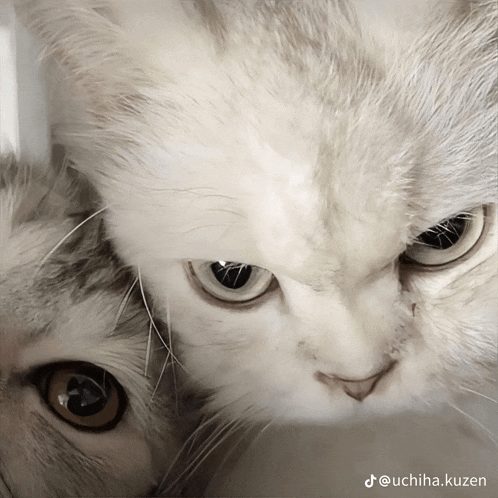 a close up of a cat 's face with the hashtag uchiha.kuzen