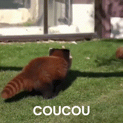 a red panda is crawling in the grass with the word coucou above it