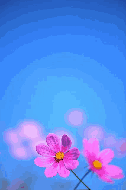two pink flowers against a blue sky with a yellow center