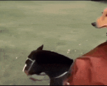 a dog is wearing a red jacket and riding a motorcycle .