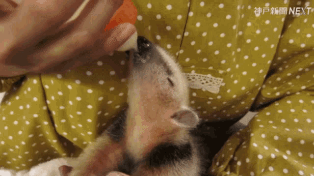 a person feeding a small animal from a bottle next to a yellow polka dot dress