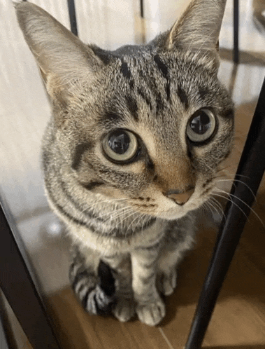 a cat is sitting on a wooden floor and looking at the camera
