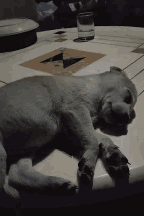 a dog is laying on its back with its eyes closed