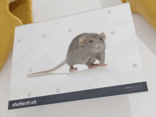 Fortune Cookie Rat GIF - Fortune Cookie Rat Stock Image Of Rat GIFs
