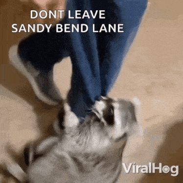 a raccoon is biting a person 's leg and says " dont leave sandy bend lane " on the bottom