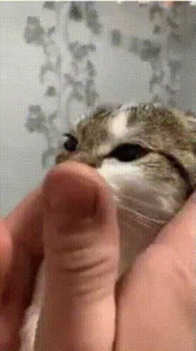 Cat Smooth GIF - Cat Smooth GIFs