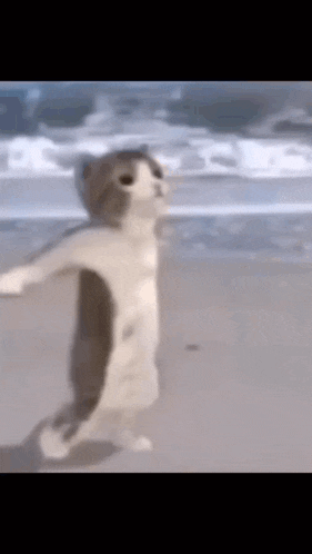 a cat is walking on the beach with its arms outstretched