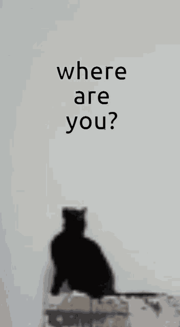 Maksas The Cat Where Are You GIF - Maksas The Cat Where Are You Late GIFs