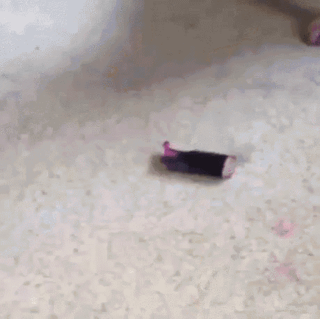 Dog Guilty GIF - Dog Guilty I Did It GIFs