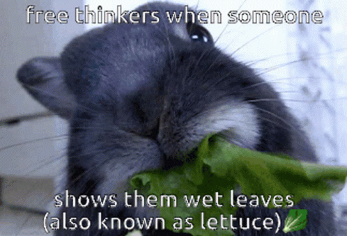 Free Thinkers Lettuce GIF - Free Thinkers Lettuce Bunny GIFs