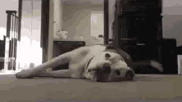 a dog is laying down on the floor in a living room .