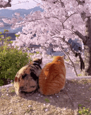 Sakura Cats GIF - Sakura Cats GIFs