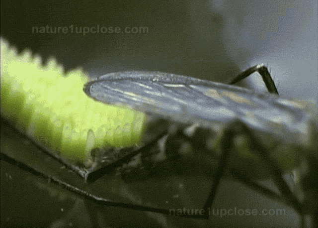 Mosquito Eggs GIF - Mosquito Eggs Aedes GIFs