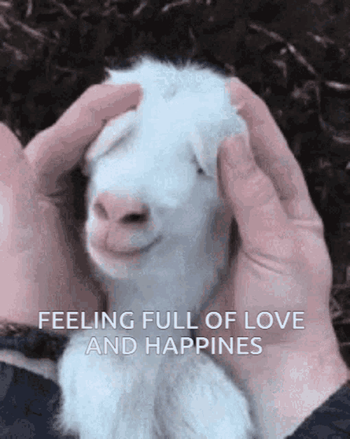 Happy Happy Goat GIF - Happy Happy Goat Goat Is Happy GIFs