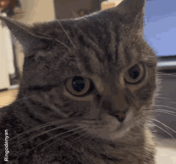 a close up of a cat 's face with ringodernya.com in the bottom right corner