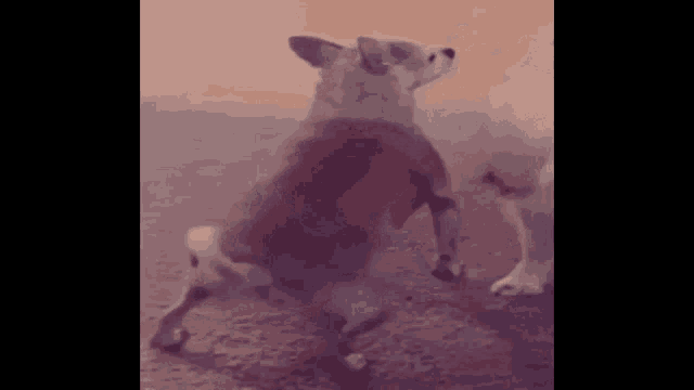 a dog is standing on its hind legs and looking up .